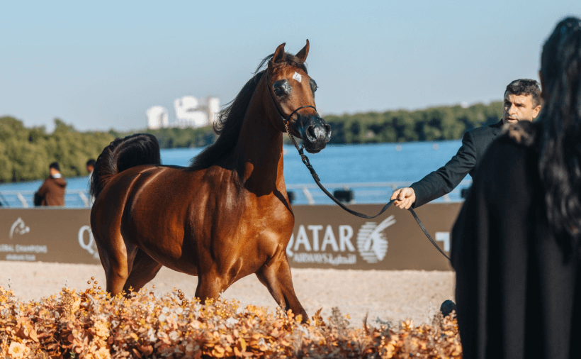How Arabian Horses Influenced Modern Racing